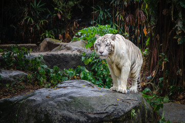 white tiger in zoo