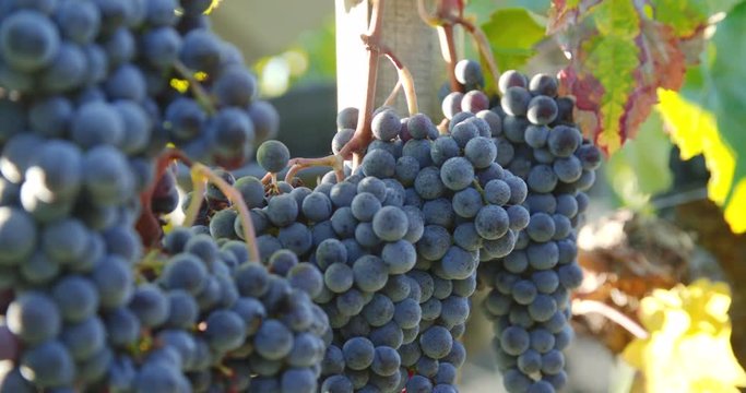 Raisin du vignoble Bordelaais