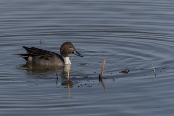 Male Northern Pintail duck swimming