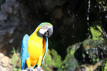 Macaw bird perched on the dry timber with nature background. It is a large long-tailed parrot with brightly colored plumage, native to Central and South America.