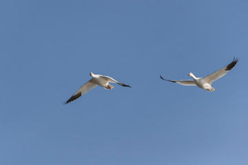 Snow Geese in Bosque Del Apache, New Mexico, USA