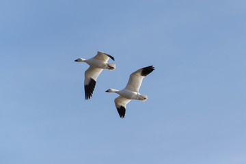 Obraz premium Snow Geese in Bosque Del Apache, New Mexico, USA