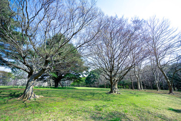 Obraz premium 午後の公園