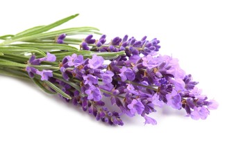 Bouquet of lavender.