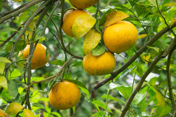 Tangerine  on tree in the garden.  orange growing on the Branches