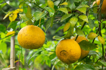 Batch of oranges on tree in the garden. North of thailand