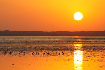 Birds on the background of sunrise. Masirah Island. Oman.