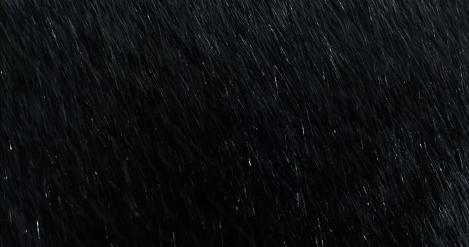 Diagonal heavy rain falling in front of the camera against black screen. Raindrops splashing. Rain closeup vfx insert. Practical seamlessly loopable footage. Heavy rainstorm hitting black surface.