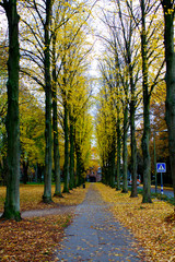 Naklejka premium The last scenes of Autumn from the city of Cologne, Germany