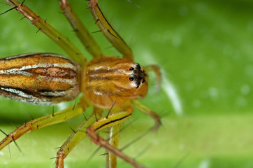 Macro Photo of Jumping Spider on Green Leaf