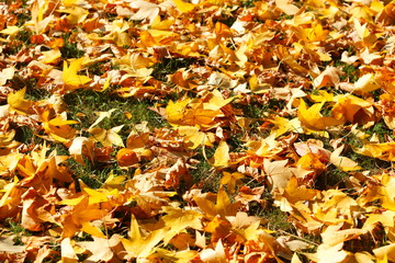 Ahornblätter, gelb verfärbtes Herbstlaub