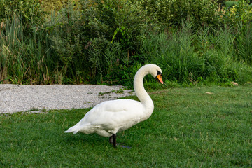 single swan on green meadow