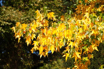 Fächer-Ahorn (Acer palmatum), buntes Herbstlaub