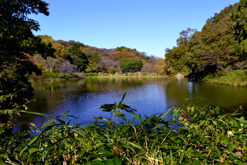 三ッ池公園の秋