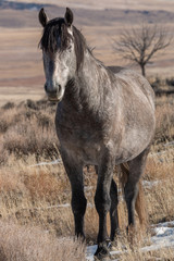 Fototapeta premium Majestic Wild Horse in the Utah Desert