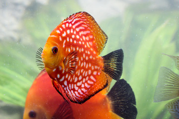 bunte Diskusfische im Aquarium