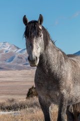 Fototapeta na wymiar Majestic Wild Horse in the Utah Desert