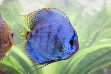 bunte Diskusfische im Aquarium
