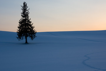 夕日が沈んだ雪原に立つマツの木　美瑛町