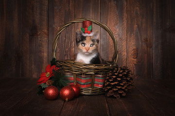 Christmas Themed Calico Kitten Set on Wooden Background