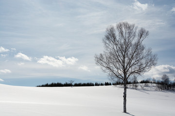 Fototapeta na wymiar 雪原とシラカバの冬木立