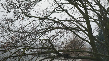 ptak drzewo natura © Magorzata