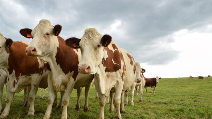 A herd of dairy cows, or dairy cattle in a green pasture. Montbeliarde breed cows.