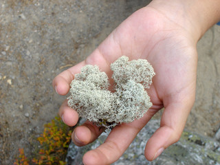 dettail of a hand taking the plants from Finland