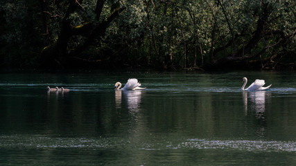 cigni sul fiume Adda