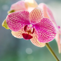  Single pink orchid with a soft bokeh background