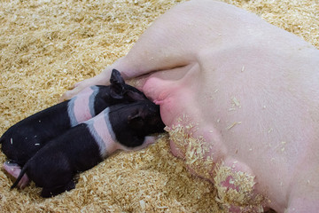 hungry black and pink piglets nursing and feeding off of their sleeping mother pig © Chadd