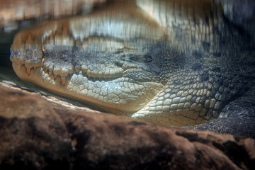 Alligator 