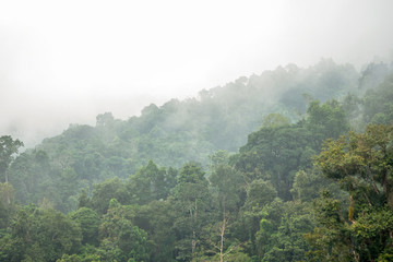 Lingering fluffy fog over tree forest in highland valley of northern Thailand. 