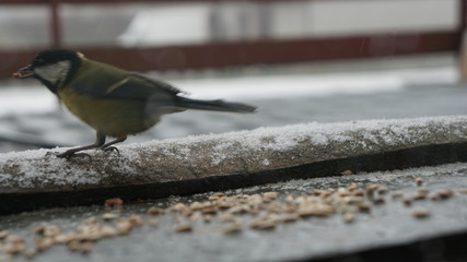 ptak drzewo natura © Magorzata