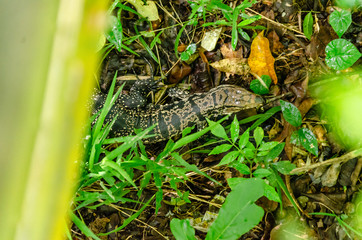 Big lizard in the forest of Puerto Iguazu, Misiones, Argentina