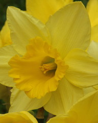 A close up photograph of a daffodil head, national flower of Wales, St David's Day