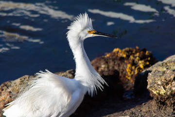 egret with ruffled plumage standing near rocks in a bay