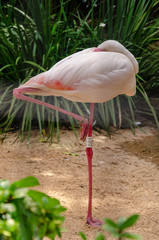 Single flamingo standing on one foot on sand, sleeping, surrounded of green foliage