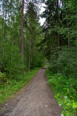 Landscape of Kuopio forest close to the lakes