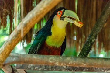 Old rare toucan eating a piece of banana standing on a metallic surface, under a rustic roof