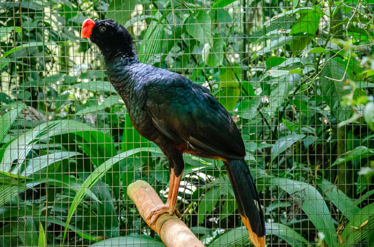 Alagoas Curassow or Mitu Mitu standing on a wood stick with a background of a cage and green foliage