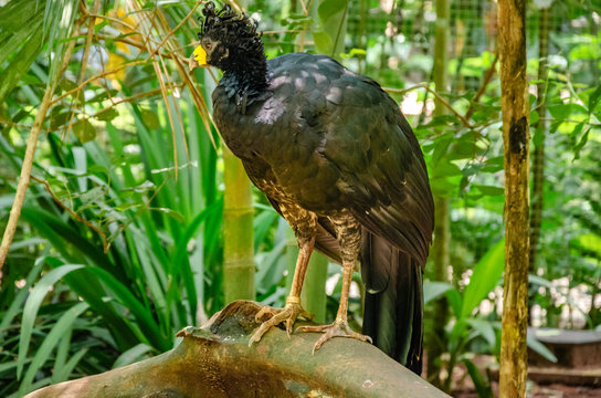 Yellow-billed Curassow or Crax blumenbachii standing on a branch with green foliage on the background
