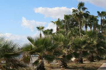 Fototapeta na wymiar View of the palm trees in front of the cloudy sky on Limassol seaside in December