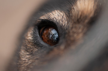 Look into my eye, said the dog!