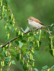 Red-backed Shrike