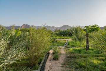 Fototapeta na wymiar Falaj irrigation channel on a farm in Hatta, an enclave of Dubai in the Hajar Mountains, United Arab Emirates