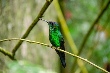 Bright green and blue hummingbird standing on a little stick with shallow depth of field and selective focus on the eye