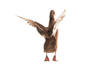 male brown duck with flowing wings