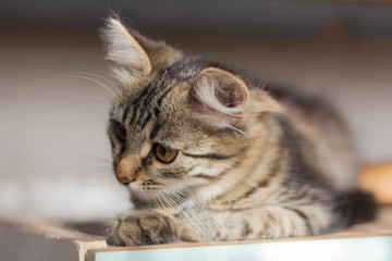 beautiful striped grey kitten sitting and looking away