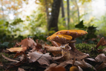 mushrooms in the forest